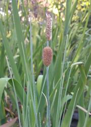 Typha minima