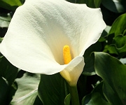 Zantedeschia aethiopica 'Crowbrough'