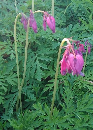 Dicentra formosa 