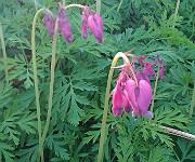 Dicentra formosa 