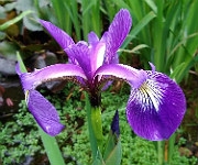 Iris versicolor 'Algonquin'