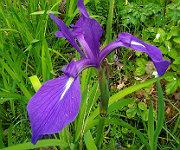 Iris laevigata 'Weymouth Blue'