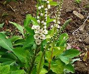 Lysimachia candela