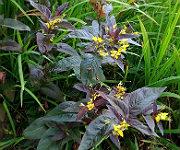 Lysimachia ciliata 'Firecracker'