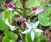 Menyanthes trifoliata