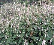 Persicaria  amplexicaulis 'Alba'