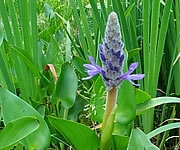 Pontederia cordata