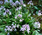 Scilla lilo-hyacinthus